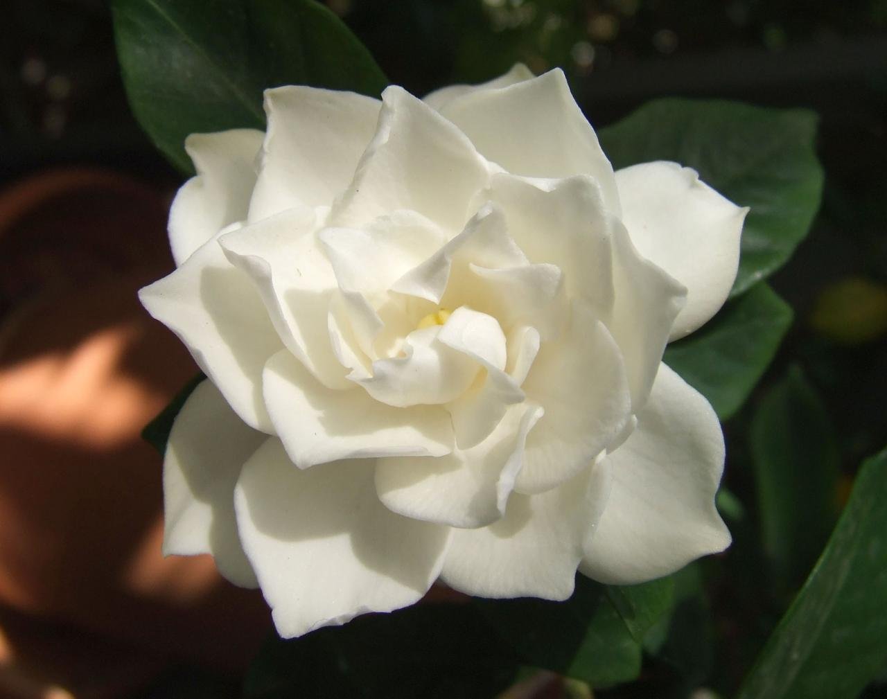 File:White Gardenia flower.jpg - Wikipedia, the free encyclopedia