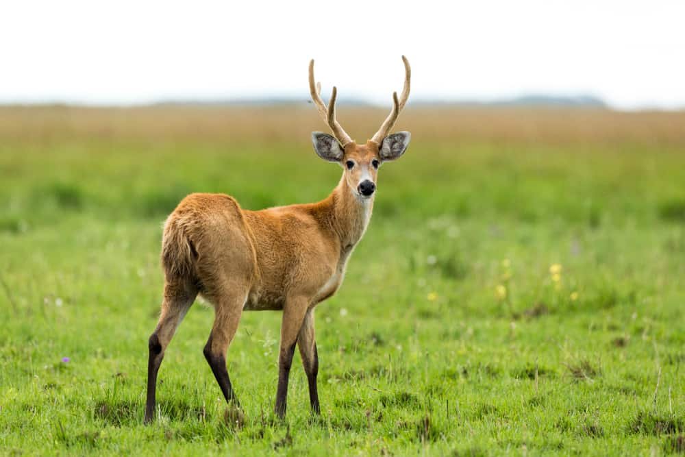 20 Animals Similar to Elk | Sophie Lake Blog