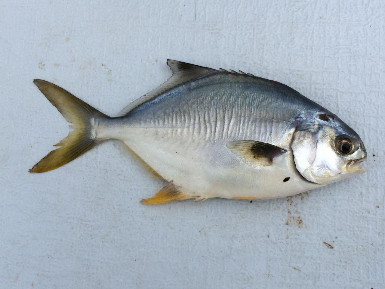 An Overview of the African Pompano and How to Catch This Fish - Fish ...